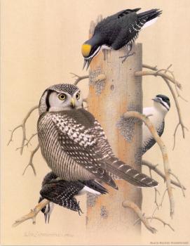 威廉 齊默曼 Black-backed Woodpecker 威廉 齊默曼 Black-backed Woodpecker